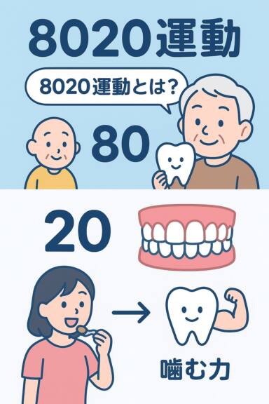 「8020運動（ハチマルニイマル）」をご存じですか？
