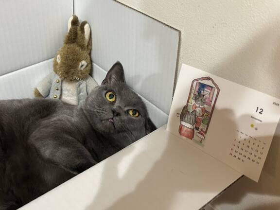 もうすぐクリスマス！