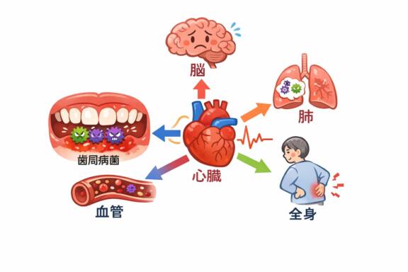 【第1回】歯周病はお口だけの病気ではありません