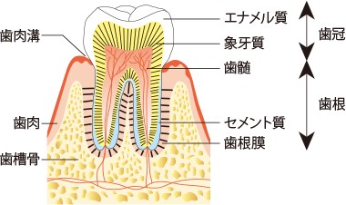 🦷歯の構造を知ろう！